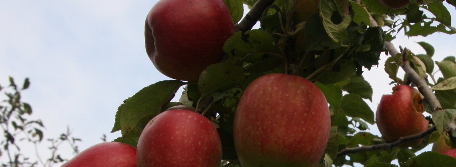 Appels in de boomgaard van de Overhorn